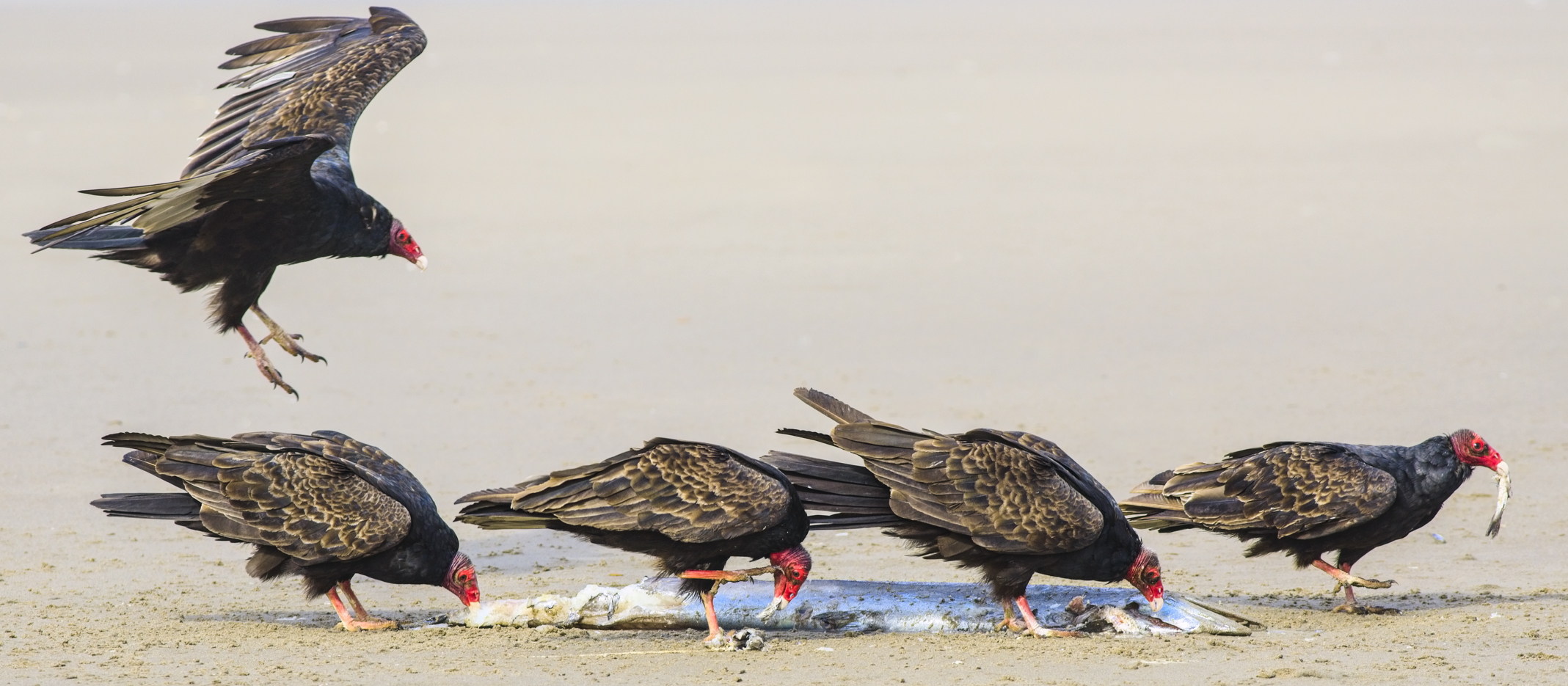 5 Vultures share a Lancet fish