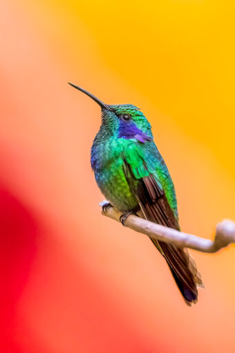 Violetear Hummingbird