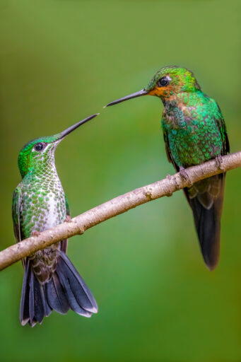 Hummingbird Pair