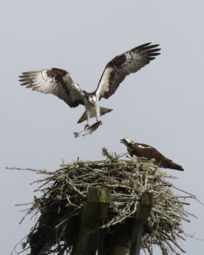 Feeding the Nest