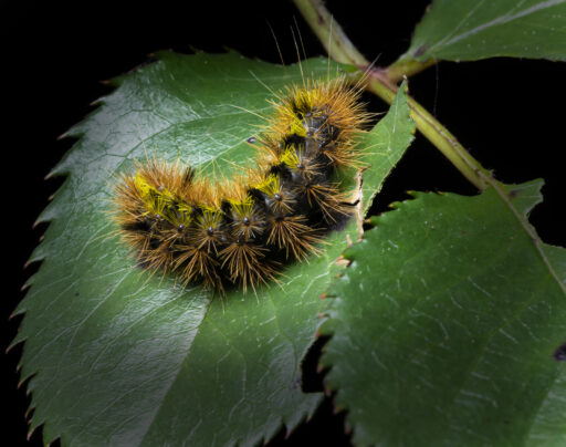 Silver-spotted Tiger Moth caterpillar - Oregon