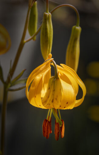 Tiger Lily, Columbian Lily, Oregon Lily (Lilium Columbianum)