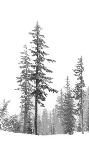 Winter Trees 2022