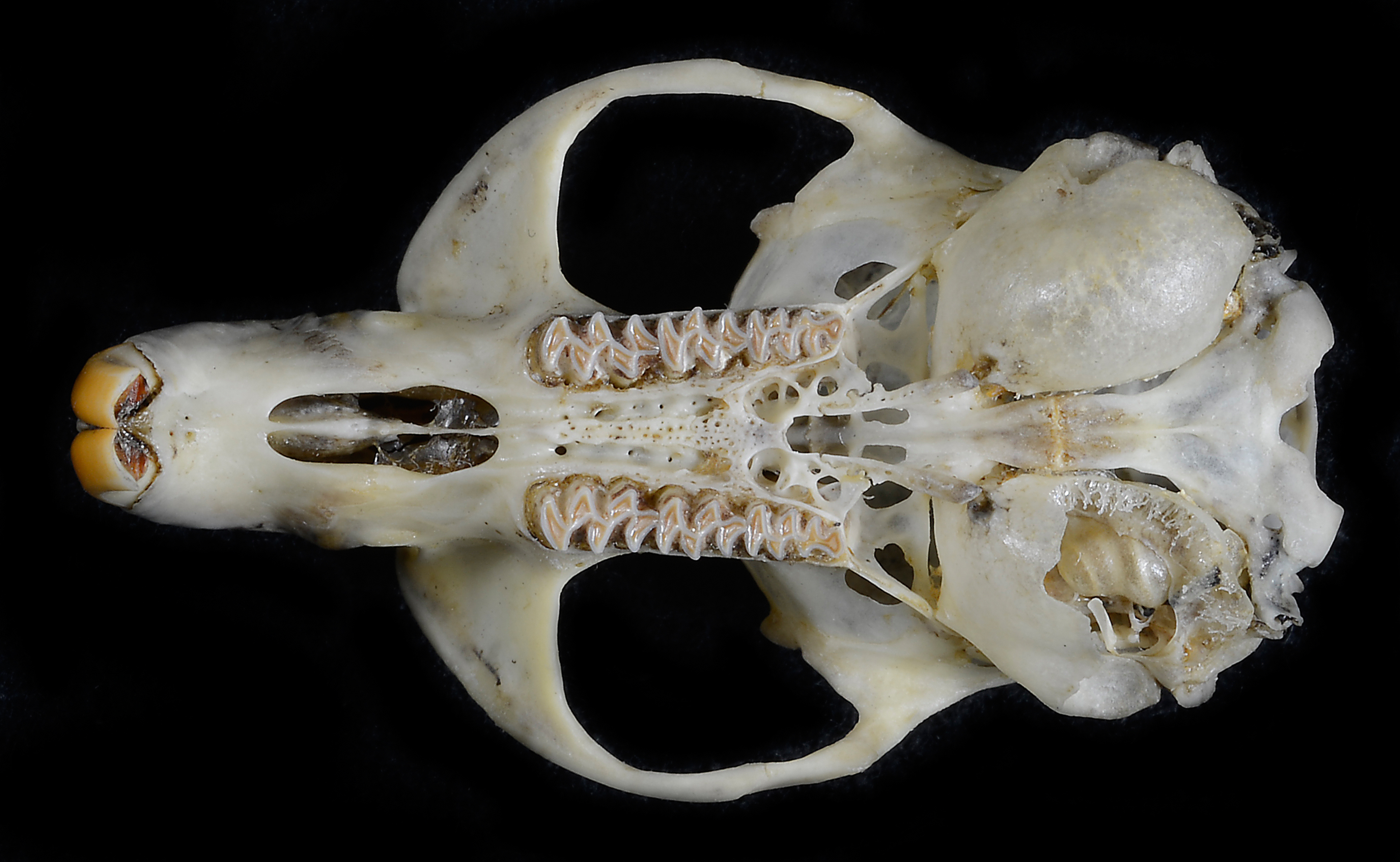 Ventral view of a Microtus californicus (California Vole) skull