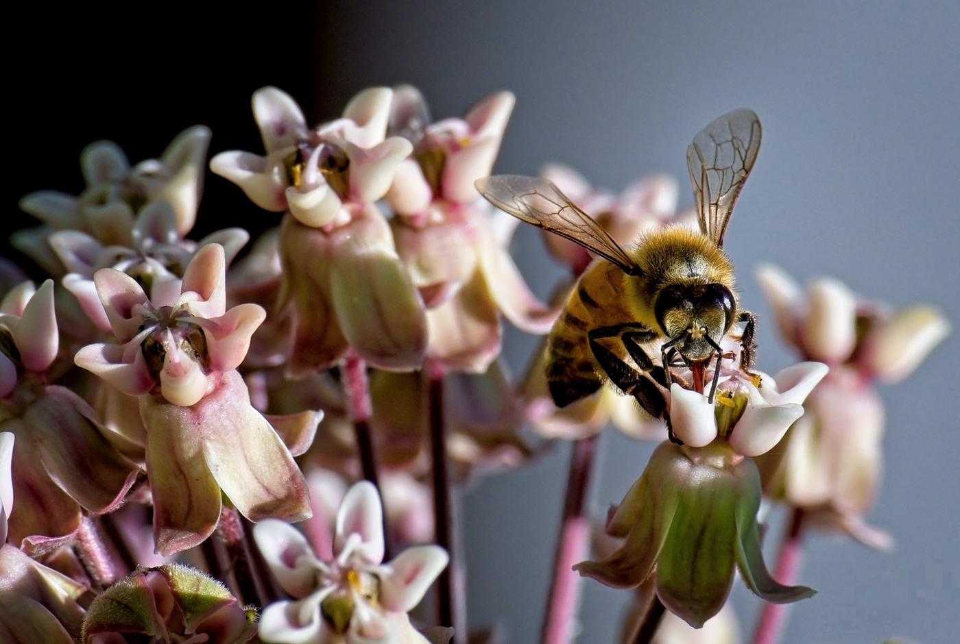 Honeybee and Milkweed