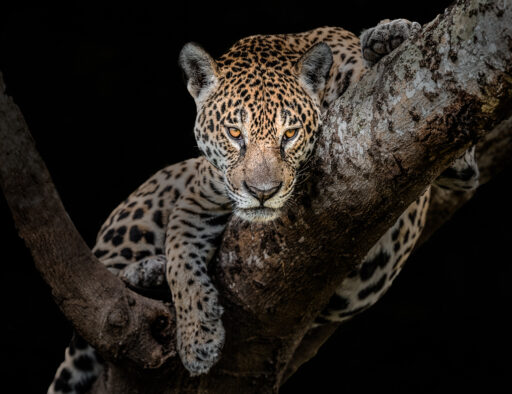 Resting Jaguar - Jack Uellendahl