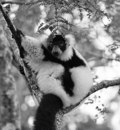Pensive Lemur - Janine Reep