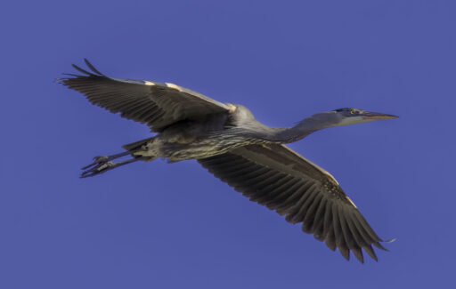 Blue Heron in Flight - Steve Gollery
