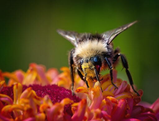 Bumblebee on Zinnia - Stewart Willason