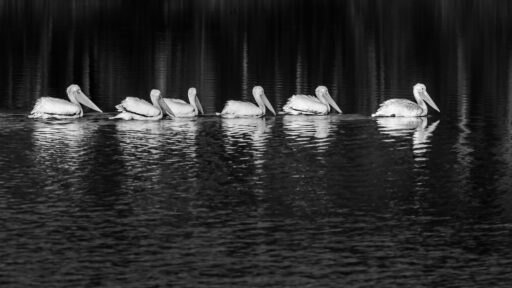 Pelicans on a Pond - Rob Griffes