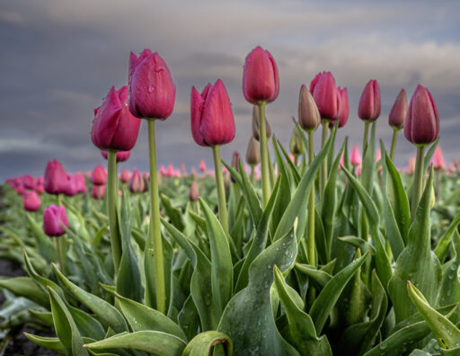 Red Tulips Rising - Rob Griffes