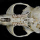 Ventral view of a Microtus californicus (California Vole) skull Bill Stone