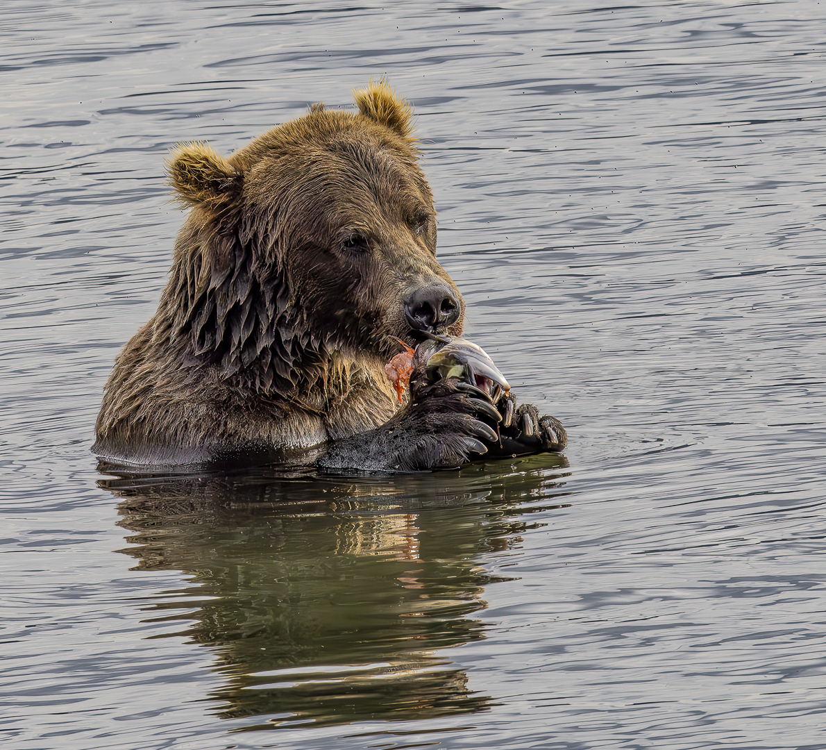 Salmon Dinner