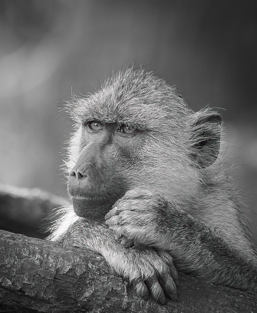 Reflecting baboon