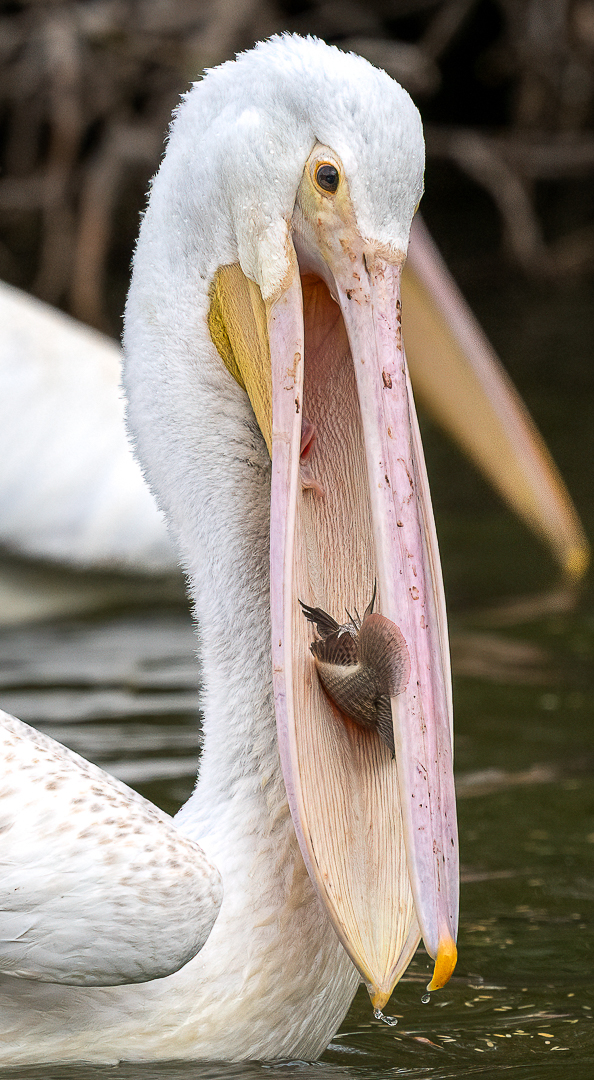 Lucky Pelican