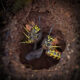 Yellowjackets Excavating Nest 