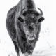 Bison In Snow 