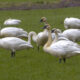 Snow Geese 