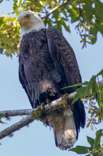 Backyard Eagle