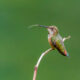 Backyard Hummingbird 