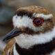 Killdeer 