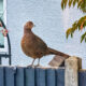 Pheasant Outside Kitchen Window 