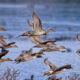 Pintail Ducks 