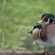 Wood Duck 