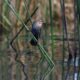 Female Redwing Blackbird 