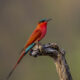 Carmine Bee Eater 