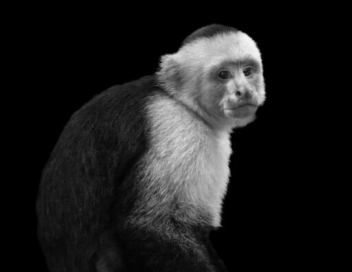 Capuchin