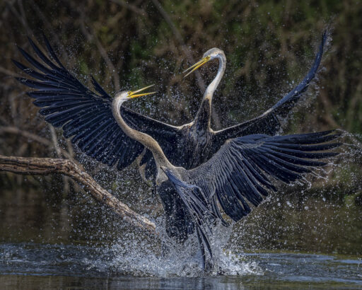 Bird fight - Jack Uellendahl