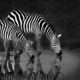 Zebras Drinking 