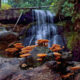 Mushrooms at the Falls 