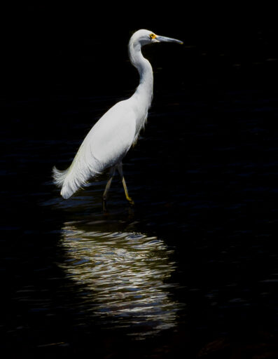 Snowy Egret