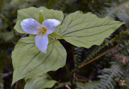 Trillium - Ed O'Rourke