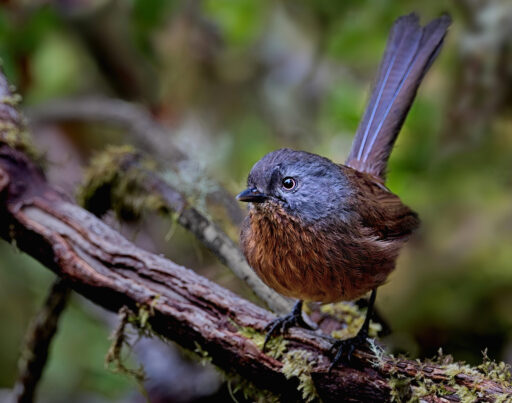 Wrentit