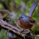 Wrentit 