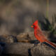 Male Cardinal 