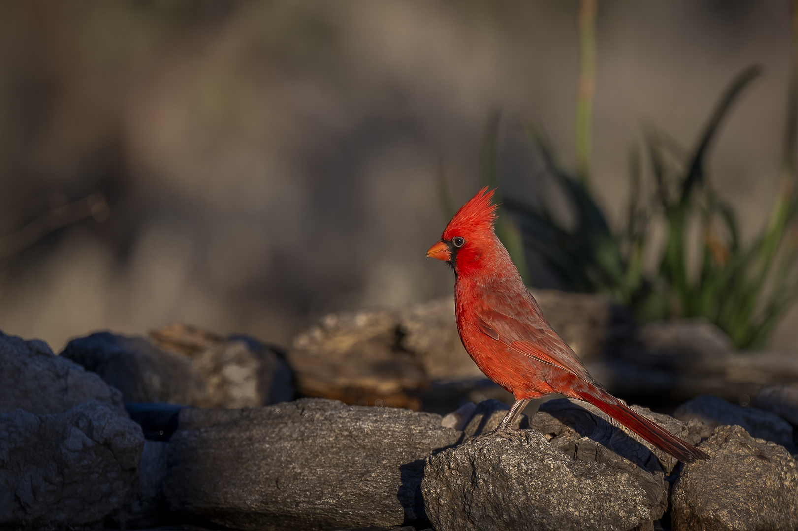 Male Cardinal