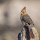 Female Cardinal 