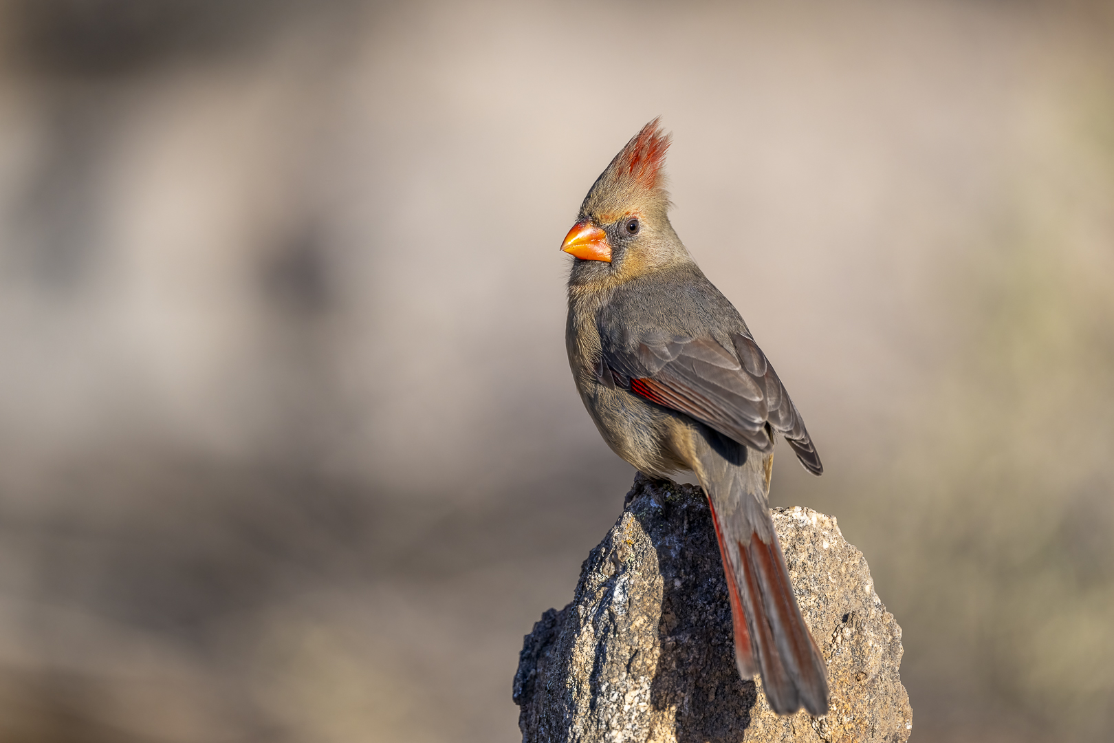 Female Cardinal