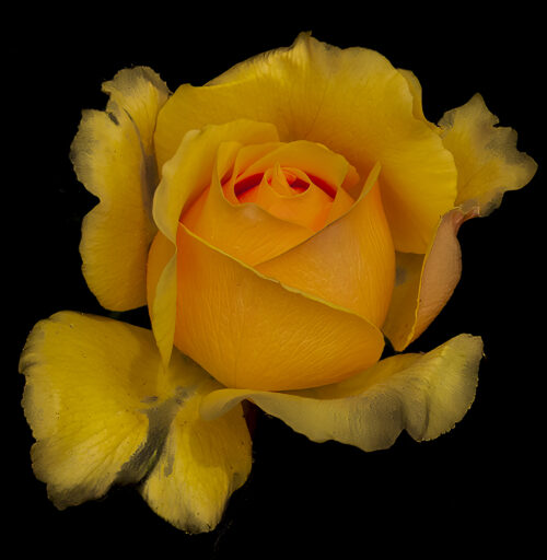 Glowing Rose