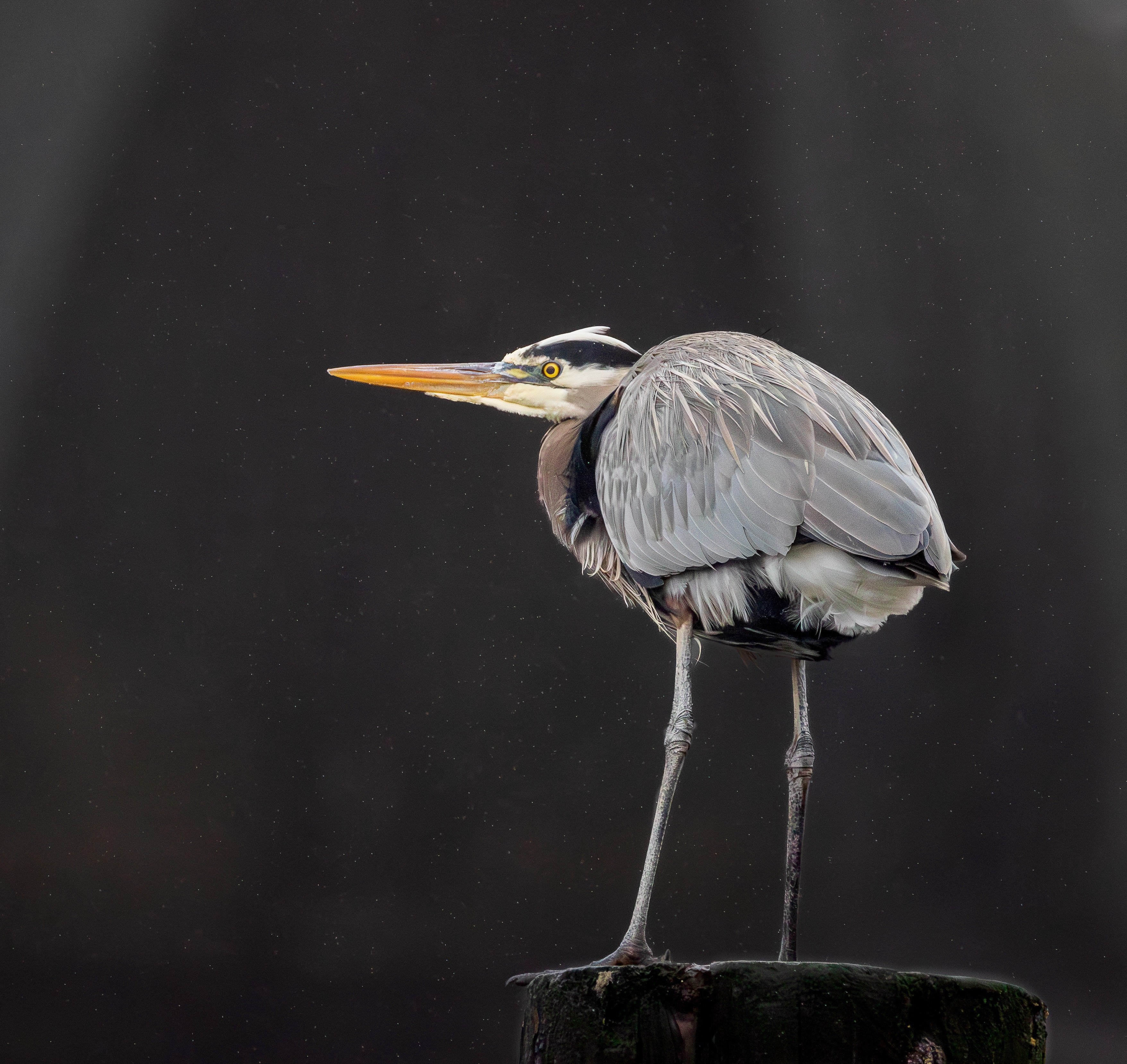 A Bird of All Weathers