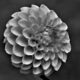 Natural Symmetry 