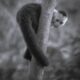 Capuchin 