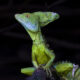 Emerald Basilisk 