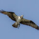 Osprey-DinnerTime 