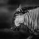 Blue wildebeest 