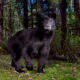 Black Bear in Woods 